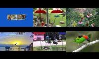 Thumbnail of BirdsNestingBirdsFeeder 26
