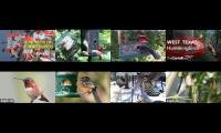 Thumbnail of BirdsNestingBirdsFeeder 28