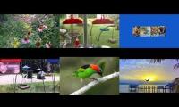 BirdsNestingBirdsFeeder 26
