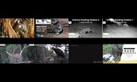 BirdsNestingBirdsFeeder 15