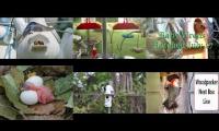 BirdsNestingBirdsFeeder 8 (2)