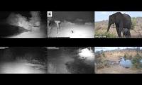 BirdsNestingBirdsFeeder 29