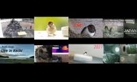 BirdsNestingBirdsFeeder 2