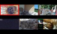 BirdsNestingBirdsFeeder 6