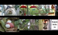 BirdsNestingBirdsFeeder 8 (2)