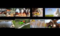 BirdsNestingBirdsFeeder 23