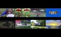 BirdsNestingBirdsFeeder 26