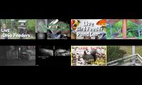BirdsNestingBirdsFeeder 20