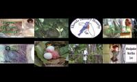 BirdsNestingBirdsFeeder 8