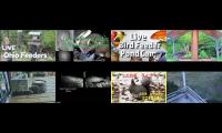 BirdsNestingBirdsFeeder 20