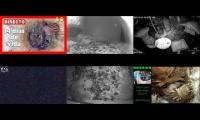 BirdsNestingBirdsFeeder 6