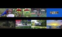 BirdsNestingBirdsFeeder 26
