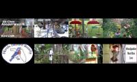 BirdsNestingBirdsFeeder 8 (2)