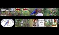 BirdsNestingBirdsFeeder 8 (2)