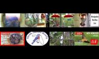 BirdsNestingBirdsFeeder 8 (2)