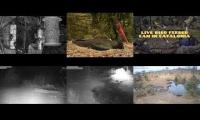 BirdsNestingBirdsFeeder 29