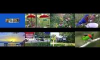 BirdsNestingBirdsFeeder 26