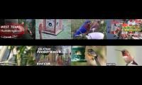 BirdsNestingBirdsFeeder 28