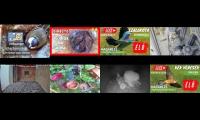 Thumbnail of BirdsNestingBirdsFeeder 6
