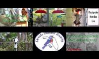 BirdsNestingBirdsFeeder 8 (2)