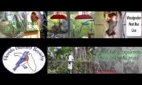 BirdsNestingBirdsFeeder 8 (2)