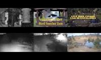 BirdsNestingBirdsFeeder 29
