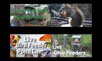 BirdsNestingBirdsFeeder 20