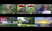 BirdsNestingBirdsFeeder 26