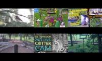 BirdsNestingBirdsFeeder 31