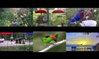 BirdsNestingBirdsFeeder 26