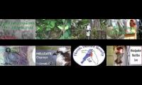 BirdsNestingBirdsFeeder 8