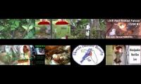 Thumbnail of BirdsNestingBirdsFeeder 8 (2)