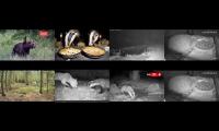 BirdsNestingBirdsFeeder 3