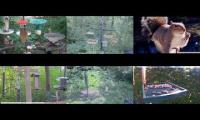 BirdsNestingBirdsFeeder 25