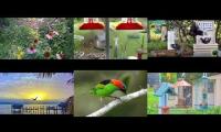 BirdsNestingBirdsFeeder 26