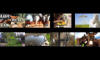 BirdsNestingBirdsFeeder 23