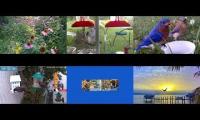 BirdsNestingBirdsFeeder 26