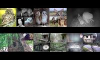 BirdsNestingBirdsFeeder 9