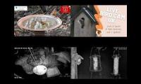 BirdsNestingBirdsFeeder 30