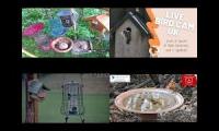 Thumbnail of BirdsNestingBirdsFeeder 30