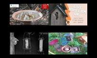 BirdsNestingBirdsFeeder 30