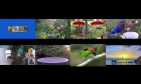 BirdsNestingBirdsFeeder 26