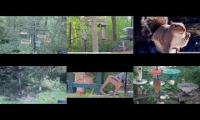 BirdsNestingBirdsFeeder 25