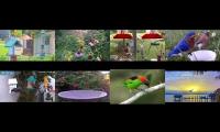 BirdsNestingBirdsFeeder 26