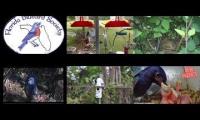 BirdsNestingBirdsFeeder 8