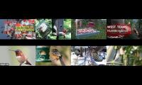 BirdsNestingBirdsFeeder 28