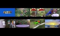BirdsNestingBirdsFeeder 26