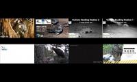 BirdsNestingBirdsFeeder 15