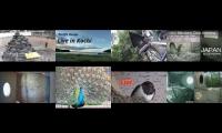 BirdsNestingBirdsFeeder 2
