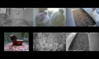 BirdsNestingBirdsFeeder 6